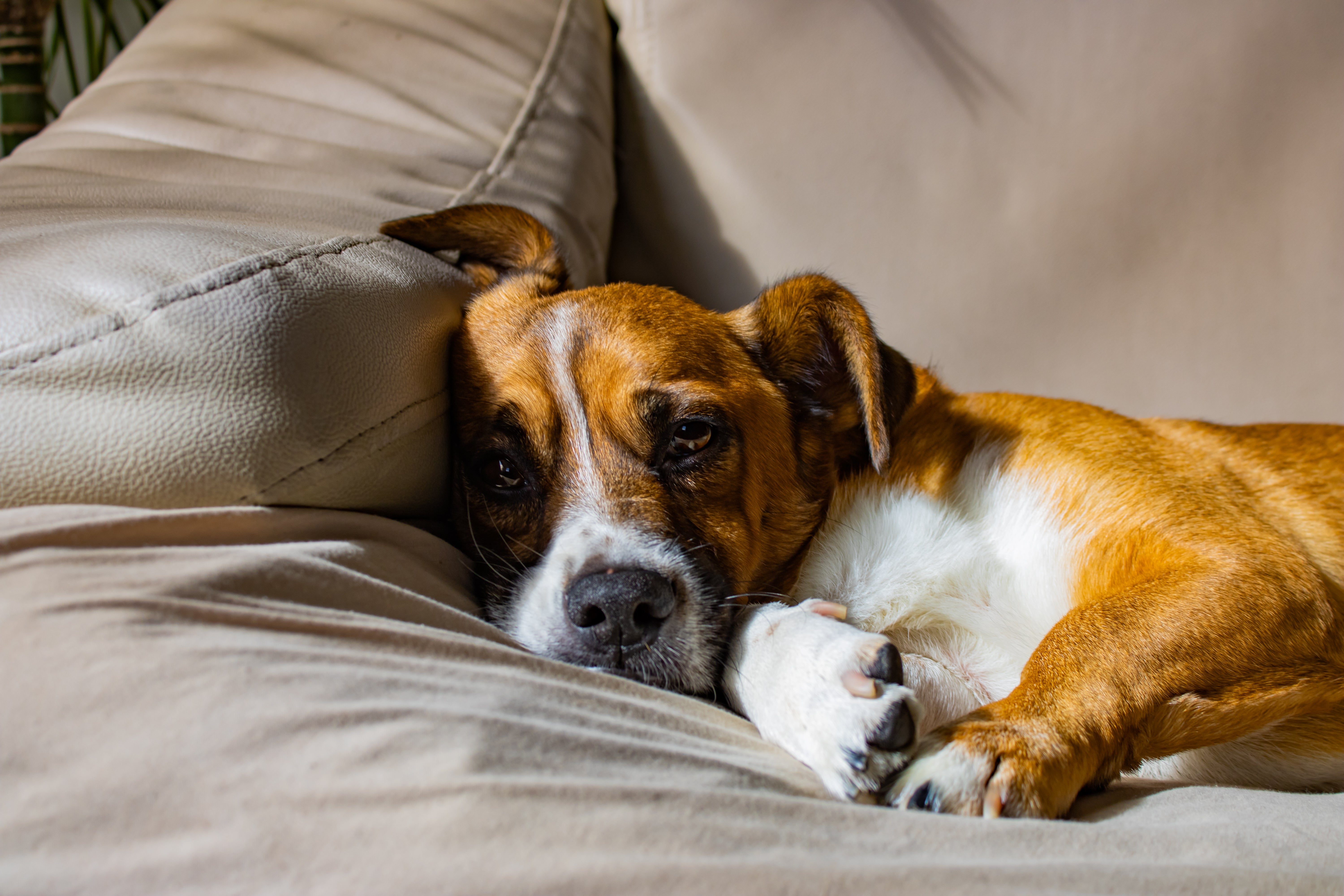 Van pup tot senior: zo verandert de slaapbehoefte van je hond