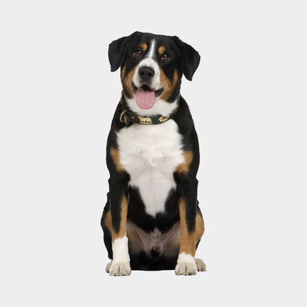 Collection image for: Honden