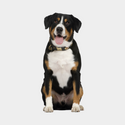 Honden