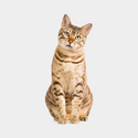 Katten