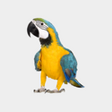 Vogels