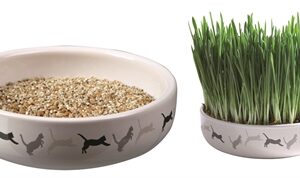 TRIXIE KATTENGRASZAAD 50GR IN KERAMIEK