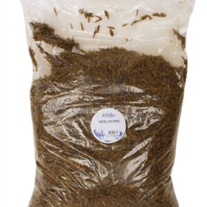 DE VRIES MEELWORM BLACK SOLDIER FLY