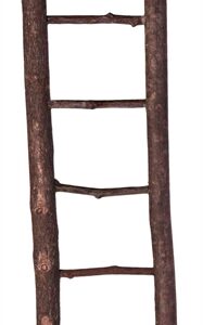 TRIXIE LADDER SCHORSHOUT