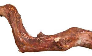 TRIXIE ZITSTOK SCHORSHOUT