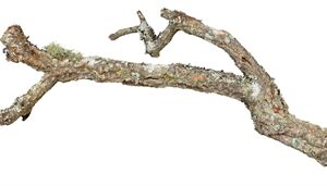 TRIXIE REPTILAND TRONCHOS KURKTAKKEN MIX