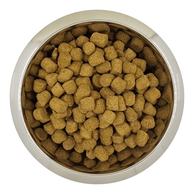 YOURDOG CHIEN FRANÇAIS BLANC ET ORANGE VOLWASSEN