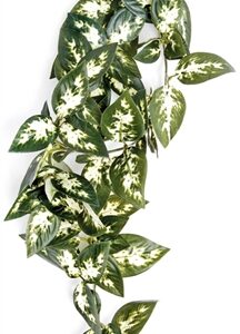 KOMODO BORNEO HANGENDE VAREN