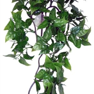 KOMODO PHILODENDRON PLANT