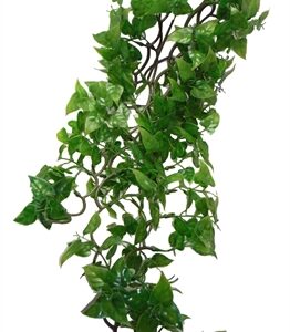 KOMODO PHILODENDRON PLANT